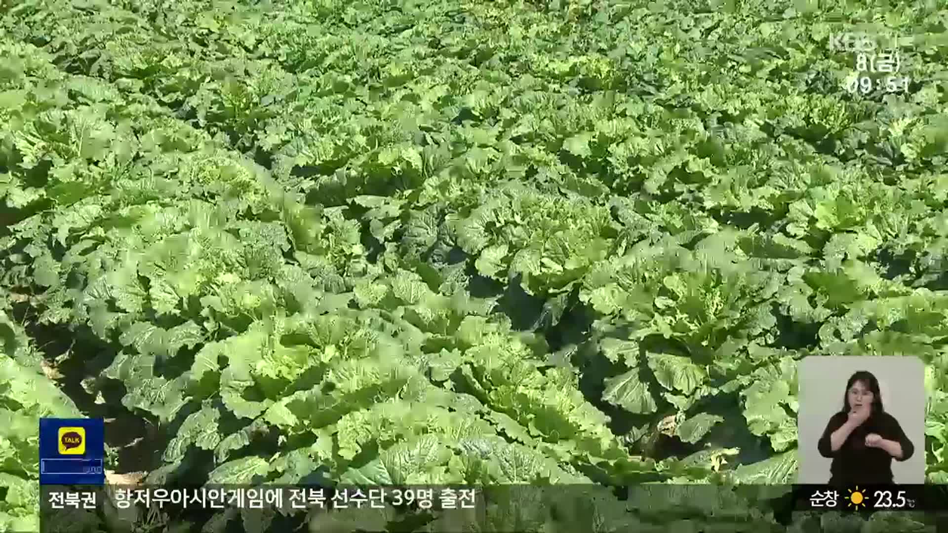 준고랭지 여름 배추 재배지로 전북 동부권 ‘기대’