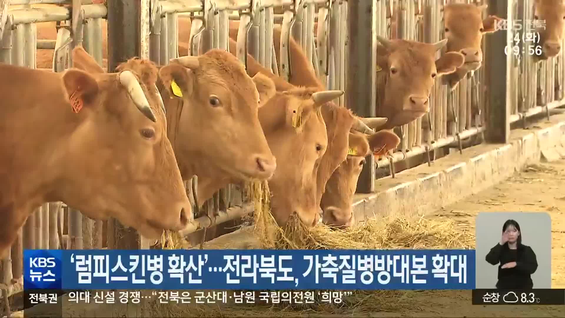 ‘럼피스킨병 확산’…전라북도, 가축질병방대본 확대