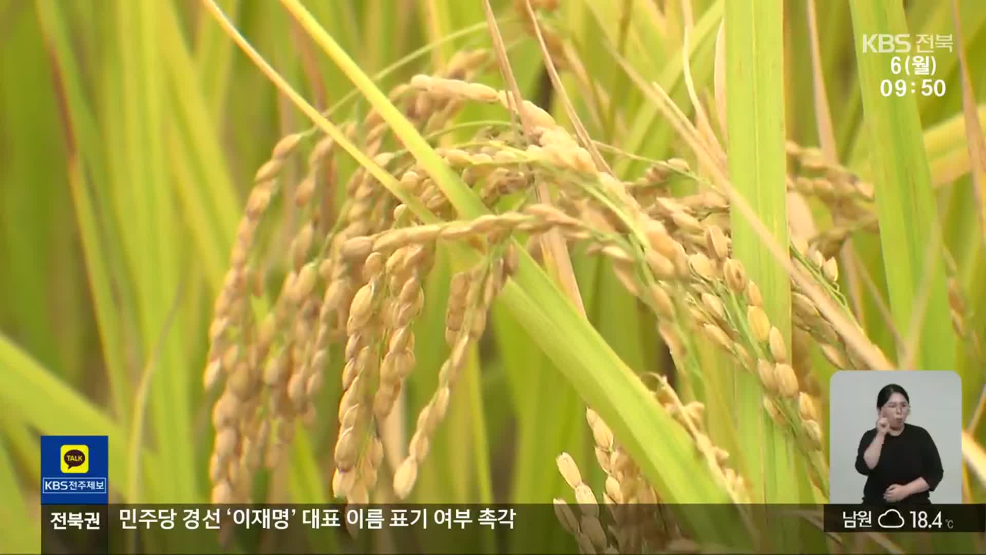 “정부 말 믿었다가 낭패”…가루쌀 수확량 ‘뚝’