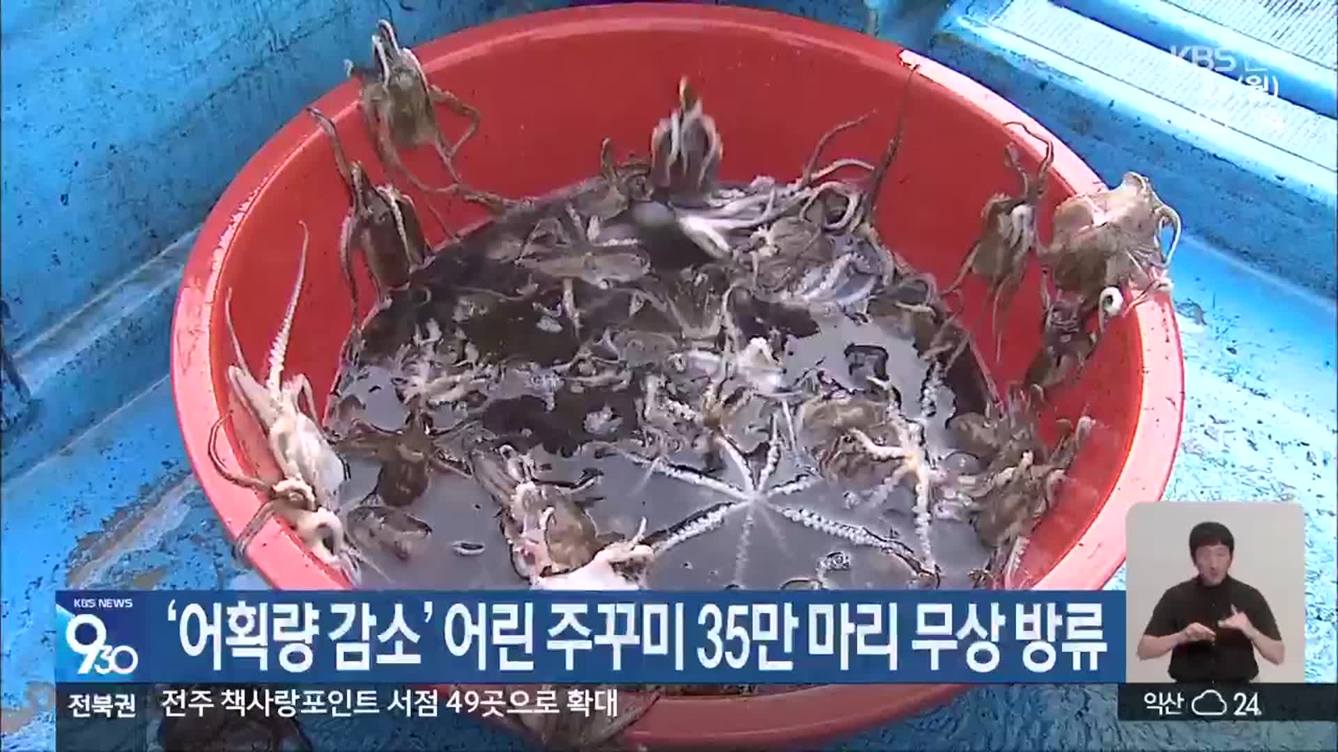 ‘어획량 감소’ 어린 주꾸미 35만 마리 무상 방류