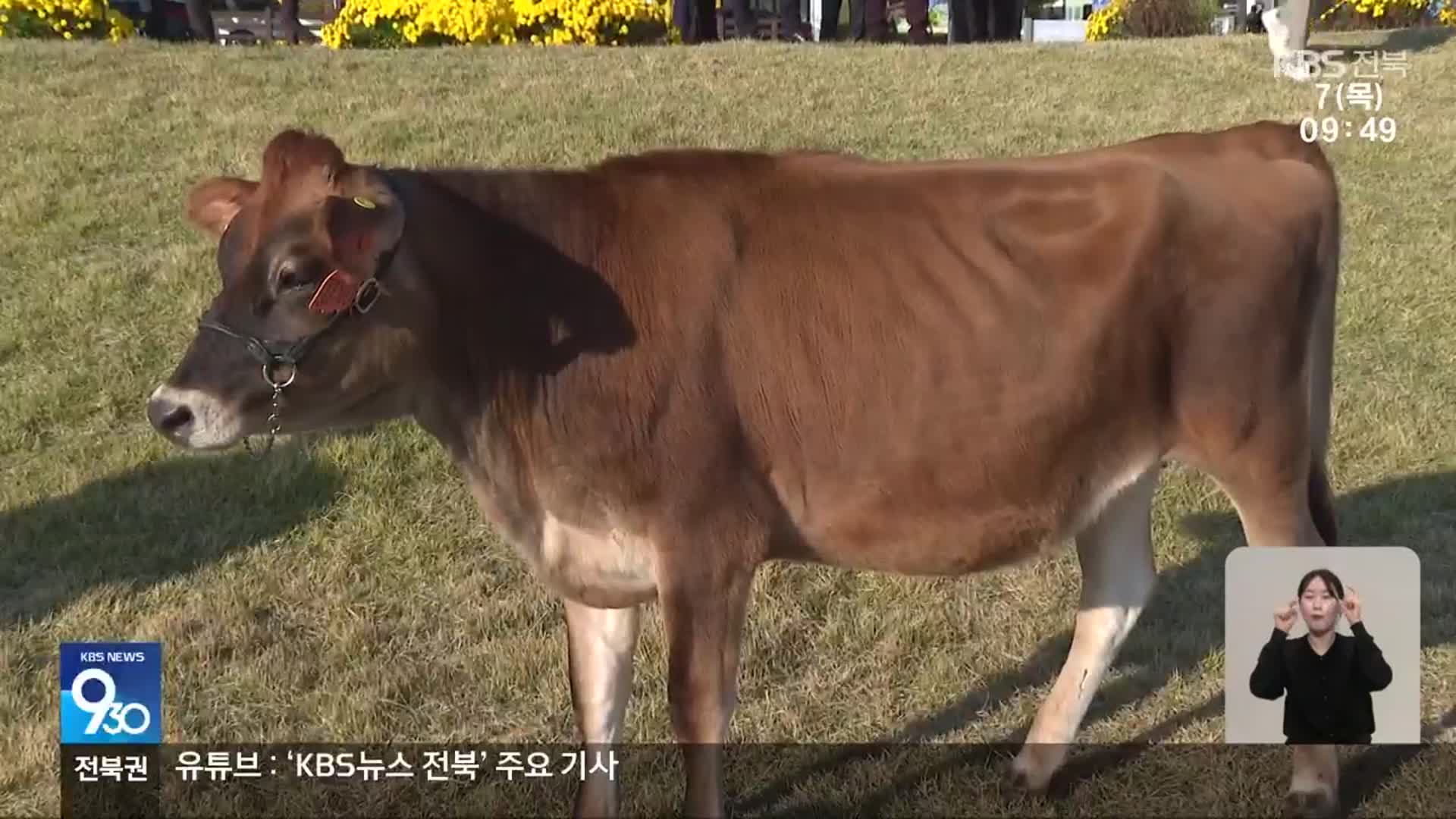 [전북의 창] “치즈 고급화”…임실군 저지종 젖소 도입