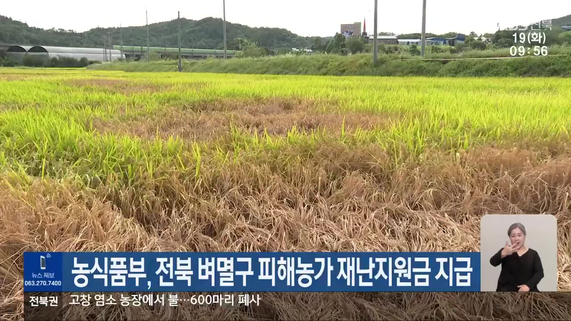 농식품부, 전북 벼멸구 피해농가 재난지원금 지급