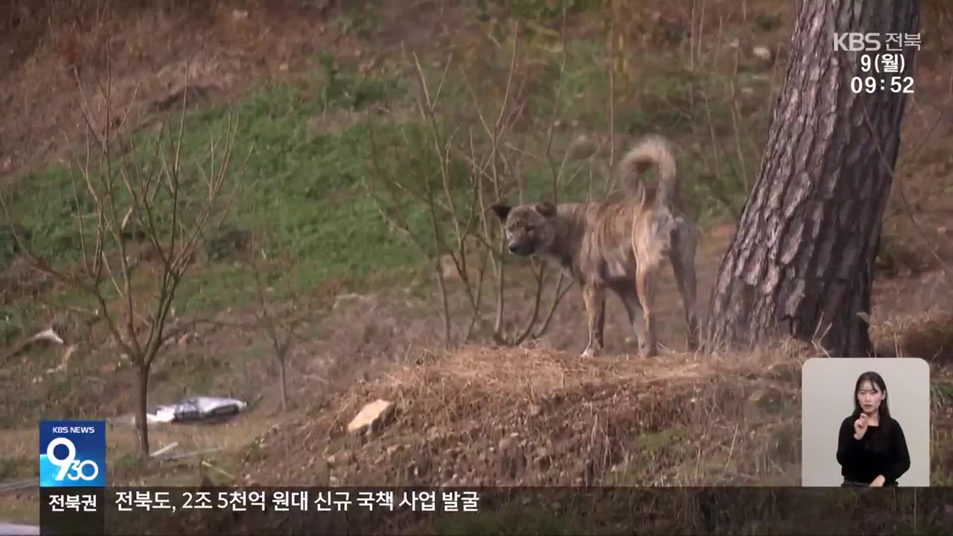 [전북의 창] 고창군, 야생 들개 전문 포획단 운영…“주민 안전 대응”