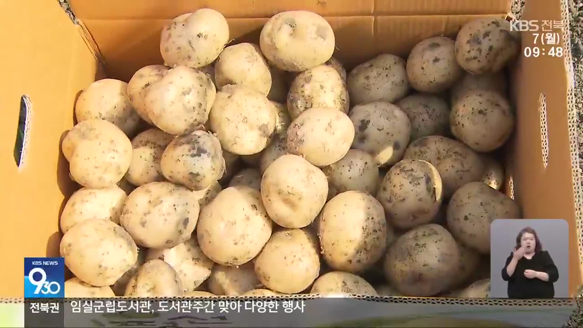광활서 햇감자 수확 한창…LMO 수입 논란에 걱정도 커