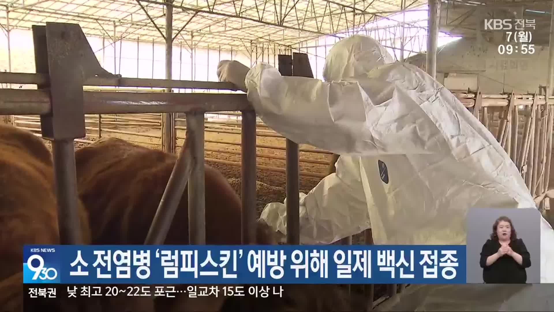 소 전염병 ‘럼피스킨’ 예방 위해 일제 백신 접종