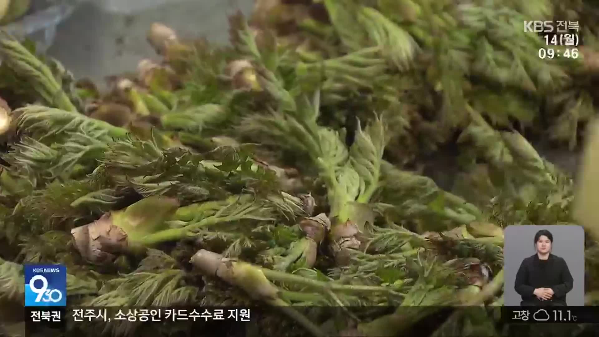 이상기후에 명품 참두릅 ‘냉해’ 입을까 조마조마