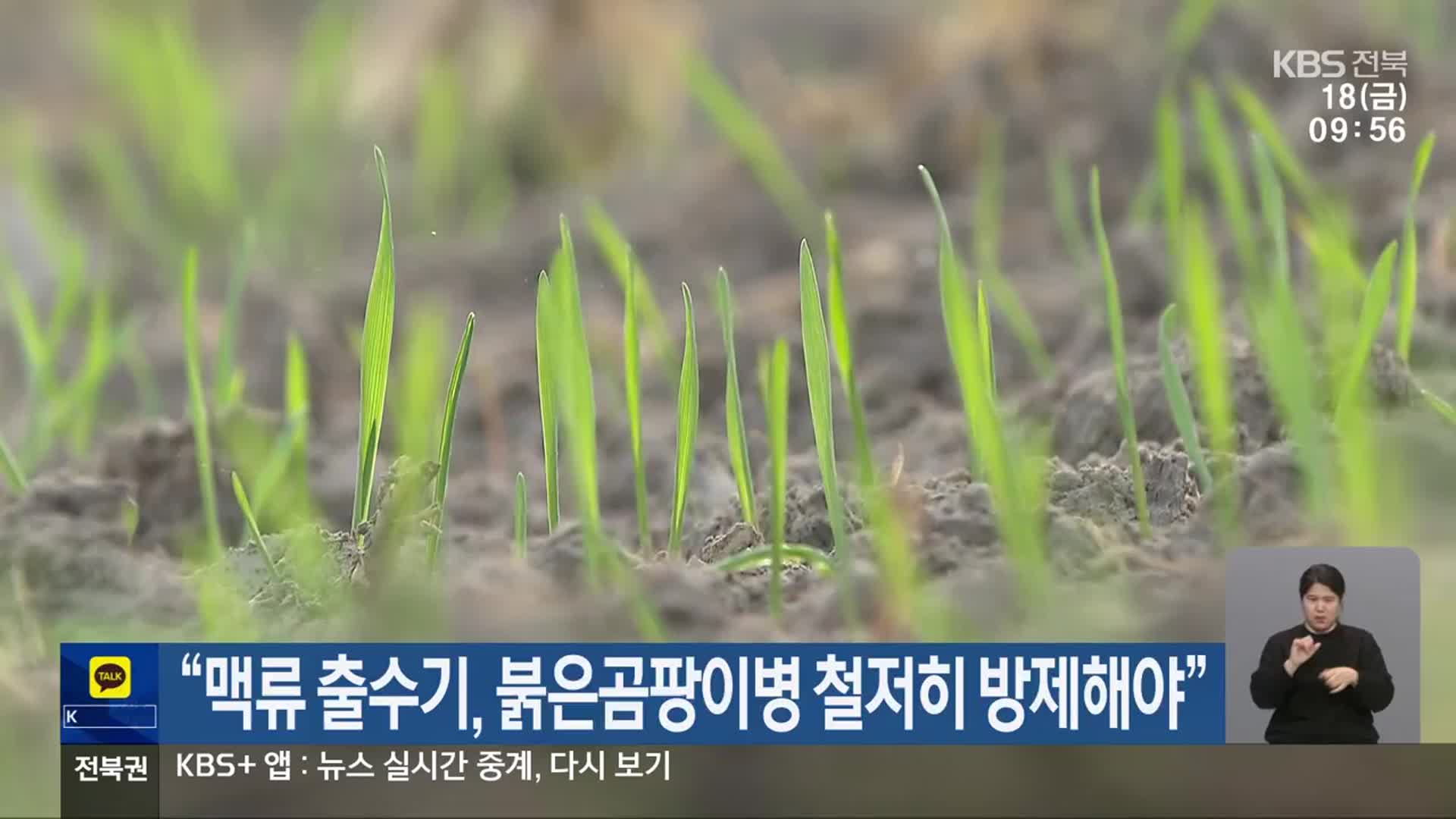 “맥류 출수기, 붉은곰팡이병 철저히 방제해야”