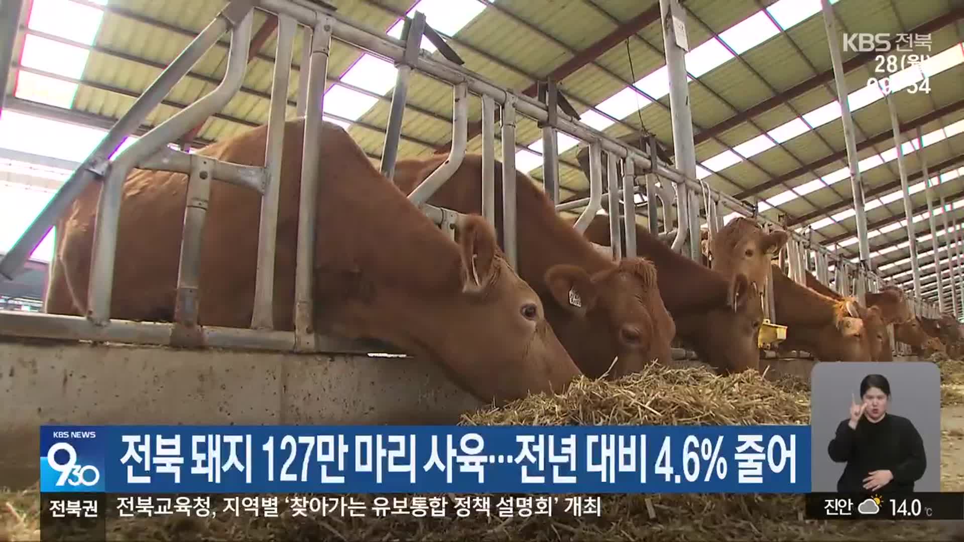 전북 돼지 127만 마리 사육…전년 대비 4.6% 줄어