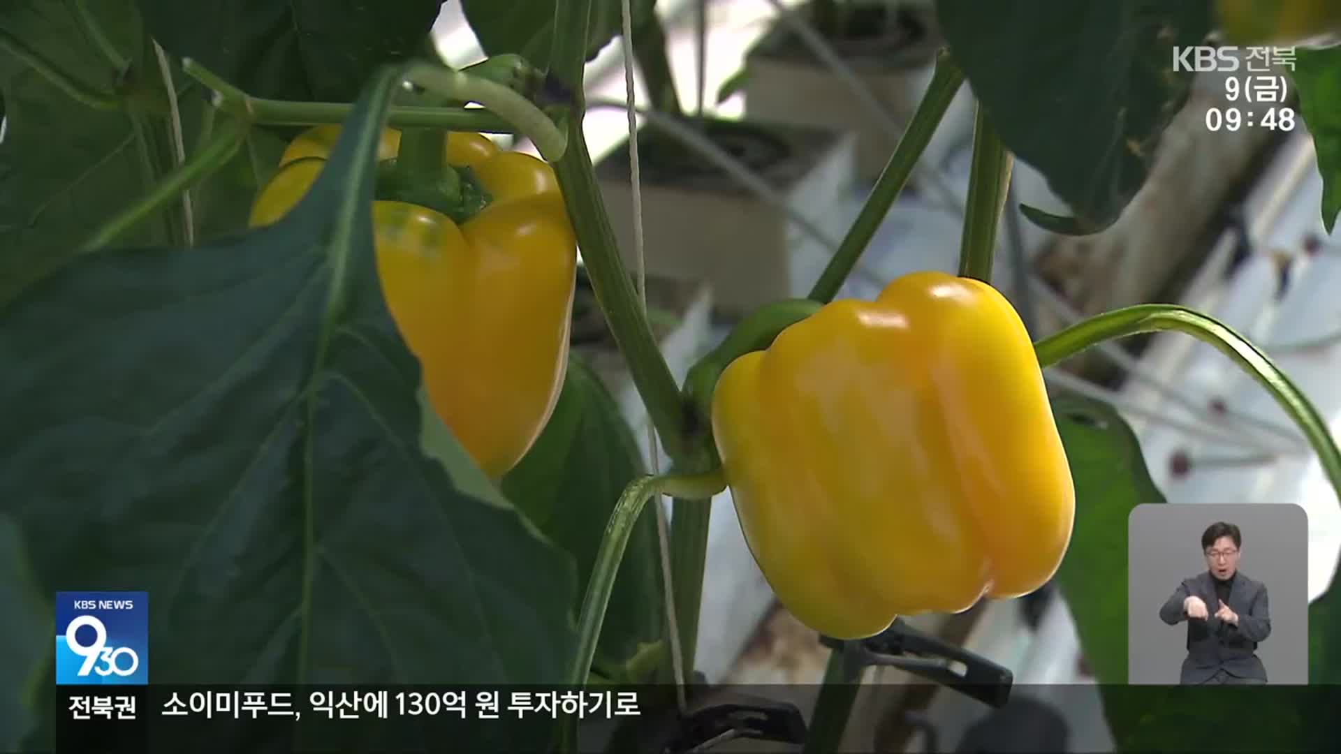 반가운 엔화 강세…파프리카 수출 숨통 트이나