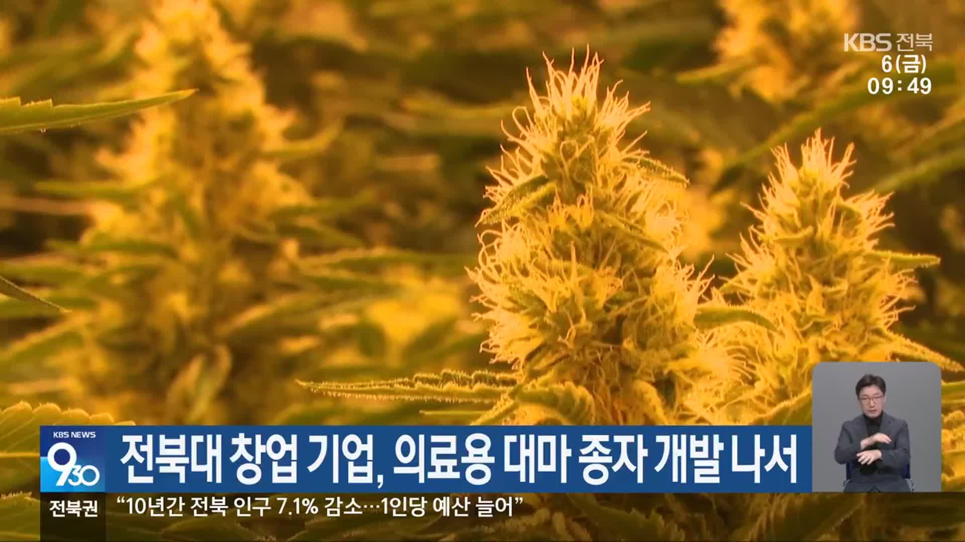 전북대 창업 기업, 의료용 대마 종자 개발 나서