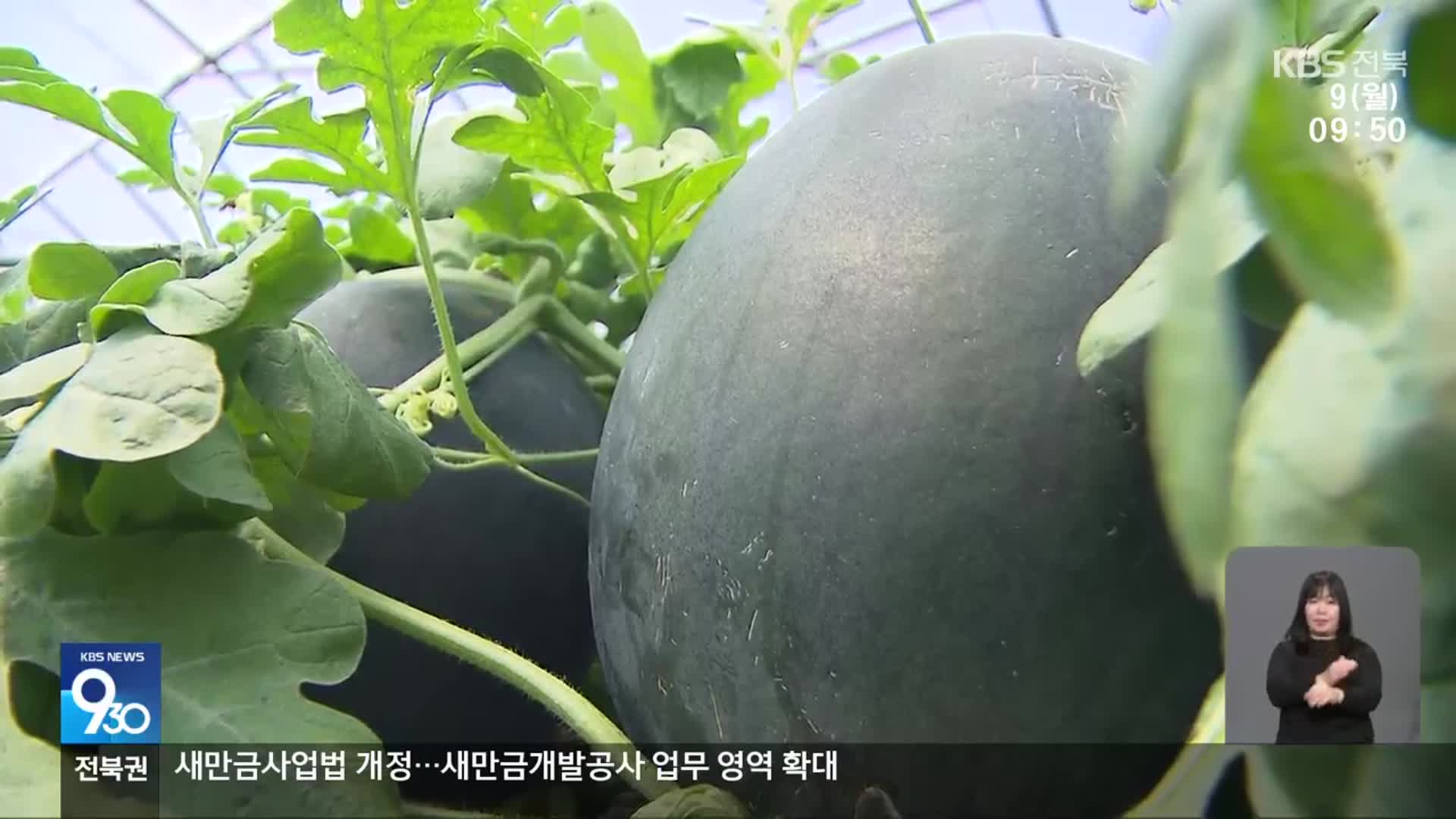 명품 수박 육성…‘달콤한 씨 없는 수박’에 ‘수경 재배’까지