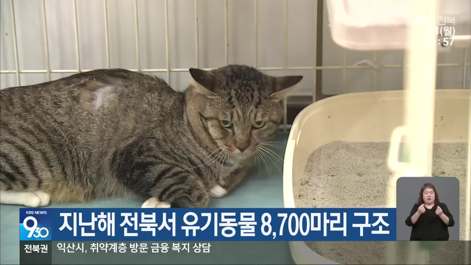 지난해 전북서 유기동물 8,700마리 구조