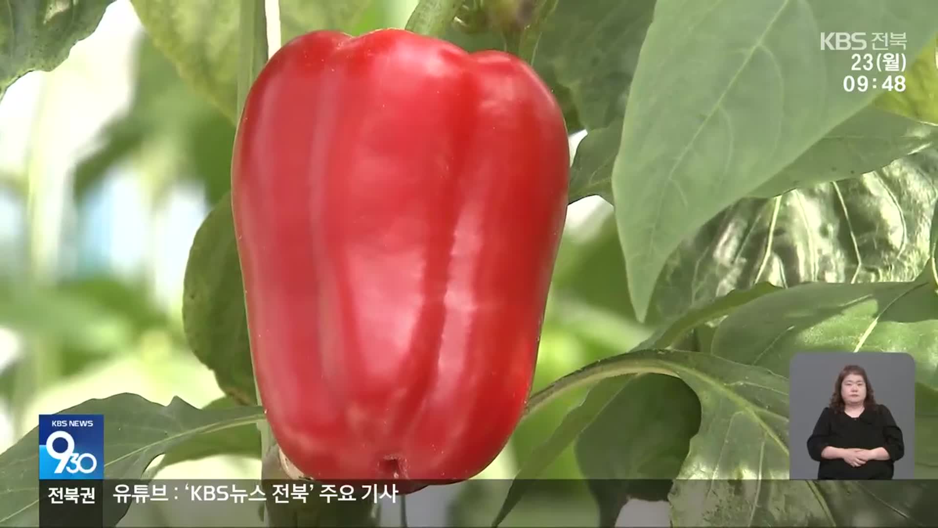 금보다 비싼 파프리카 종자 국산화…수확량도 품질도 ‘탁월’