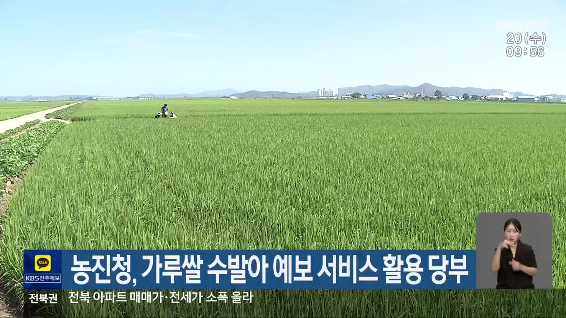 농진청, 가루쌀 수발아 예보 서비스 활용 당부