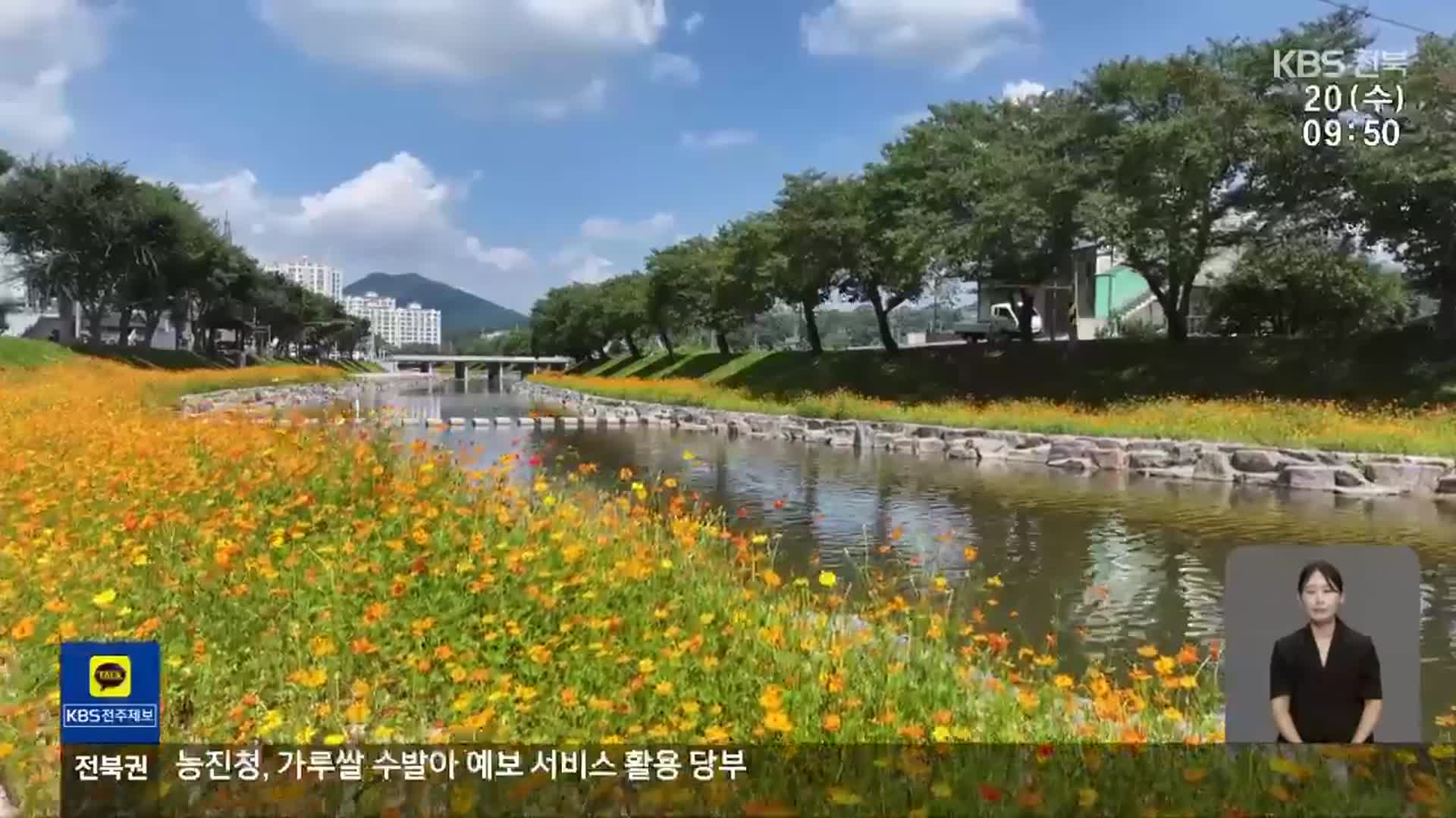 [전북의 창] 순창 양지천 꽃길 가을꽃 만개 앞둬 ‘눈길’