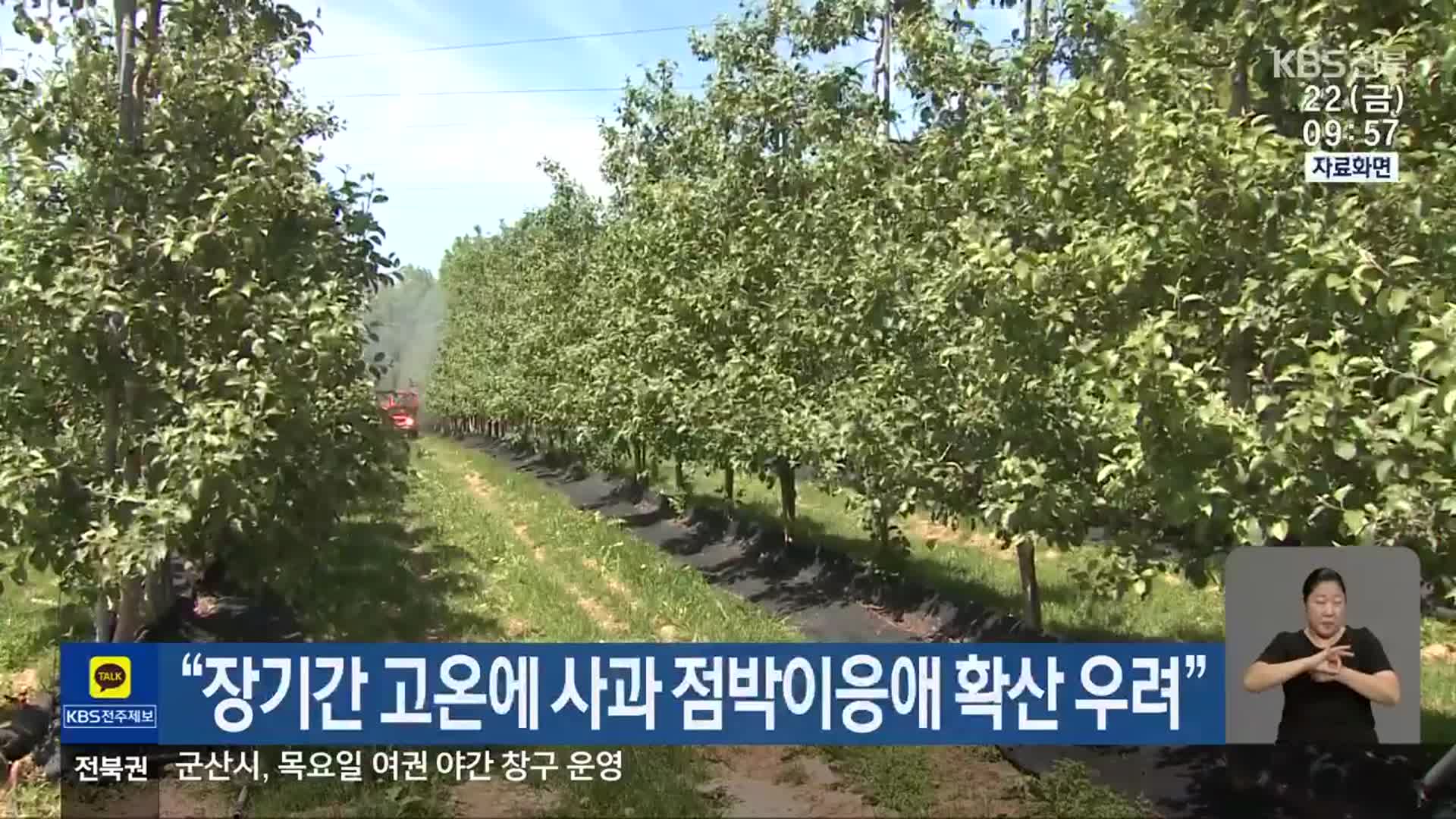 “장기간 고온에 사과 점박이응애 확산 우려”