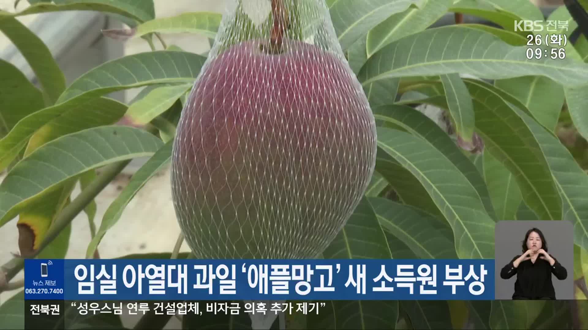 임실 아열대 과일 ‘애플망고’ 새 소득원 부상