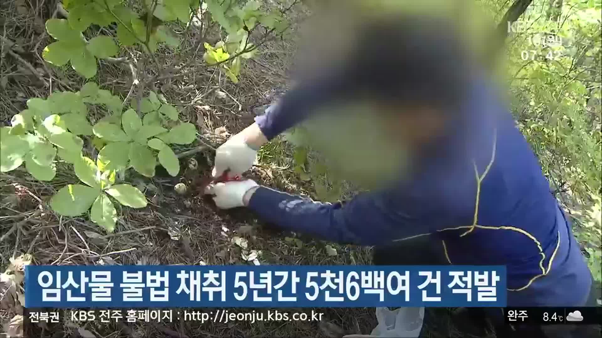 임산물 불법 채취 5년간 5천6백여 건 적발