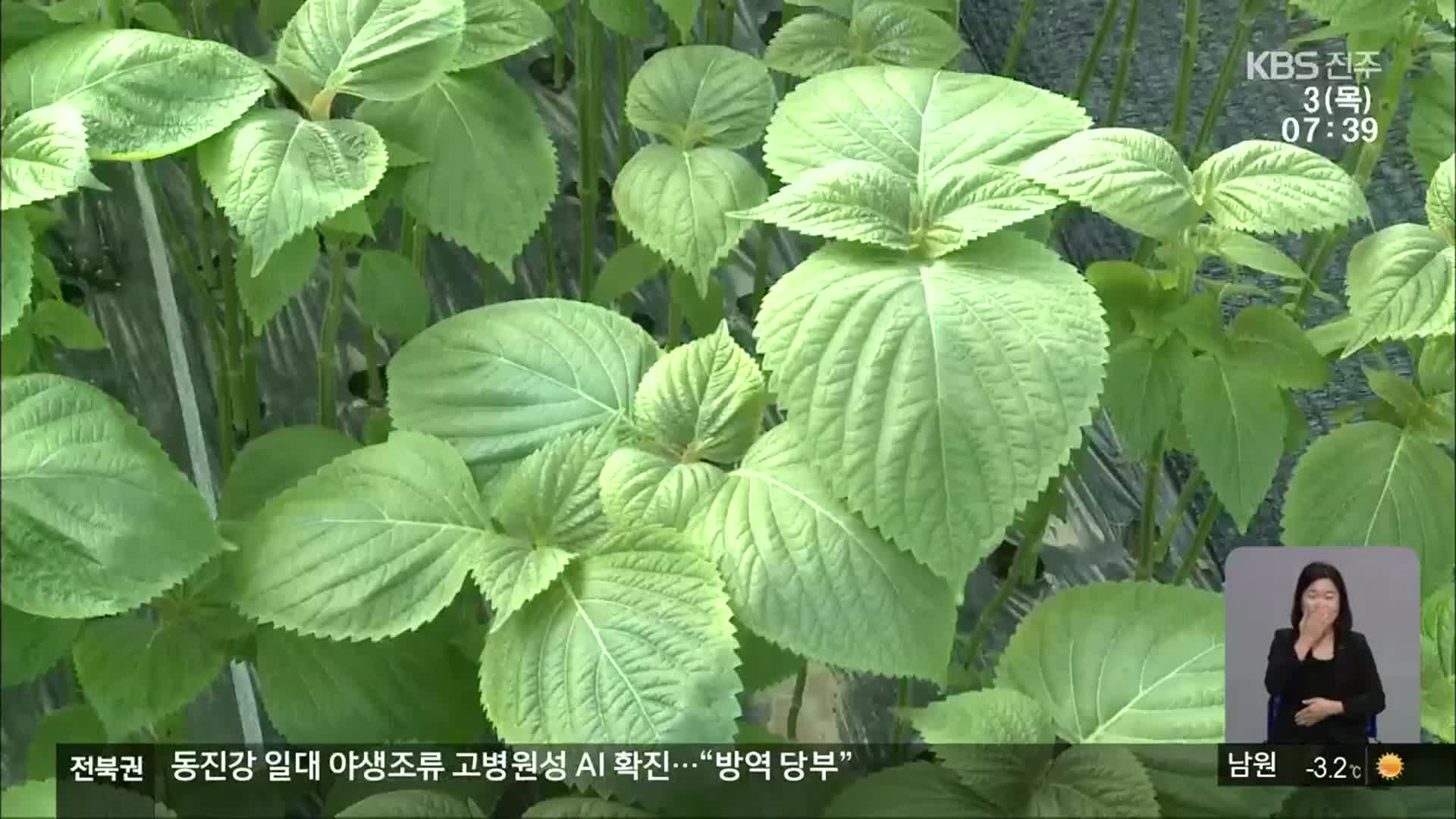 [전북의 창] 겨울철 깻잎 수확…농가 소득 작목 인기
