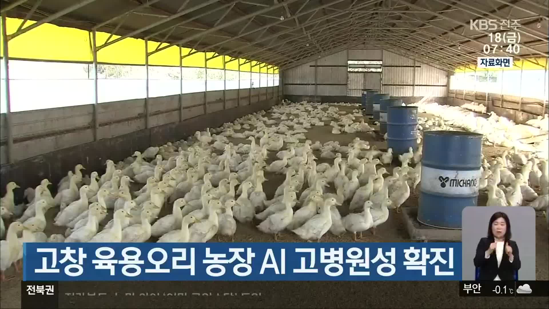 고창 육용오리 농장 AI 고병원성 확진