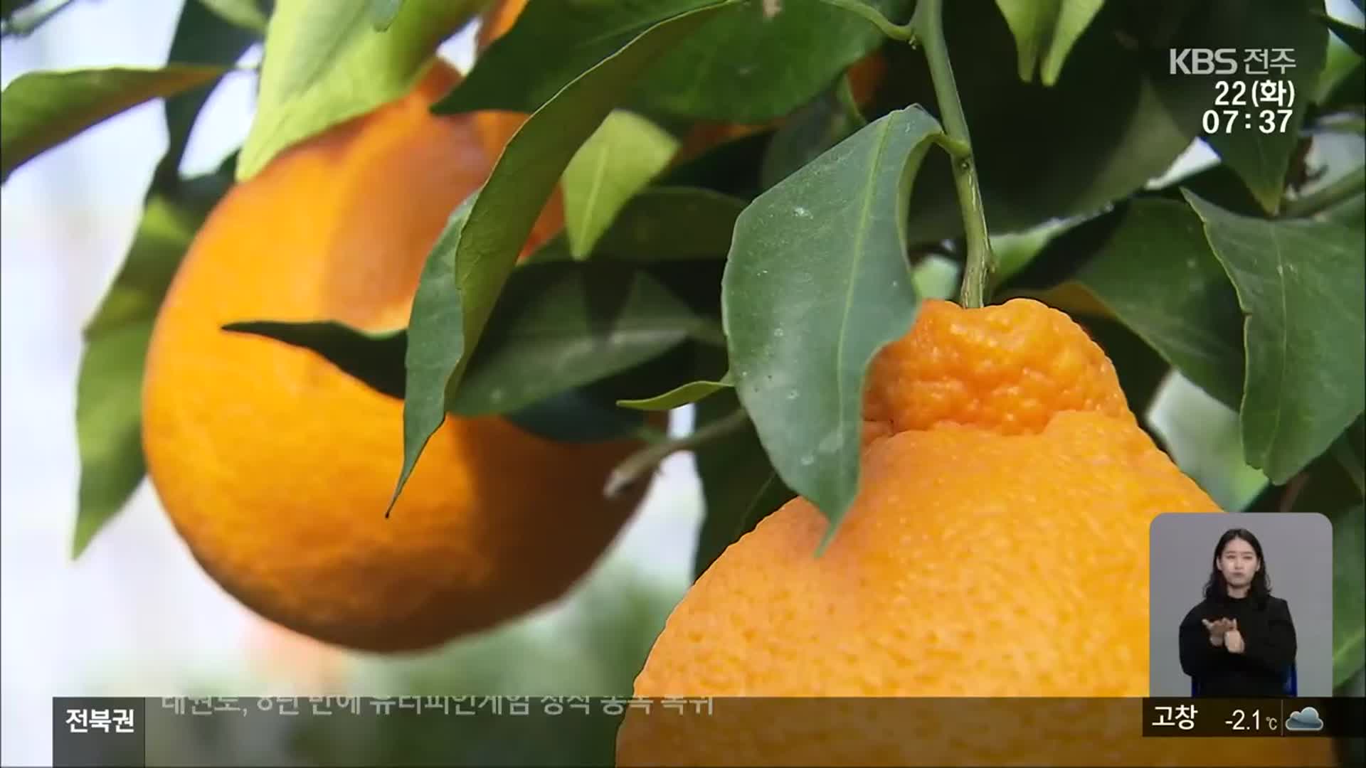 한라봉 등 만감류 재배 늘어…전북, 광역 공동브랜드 출범