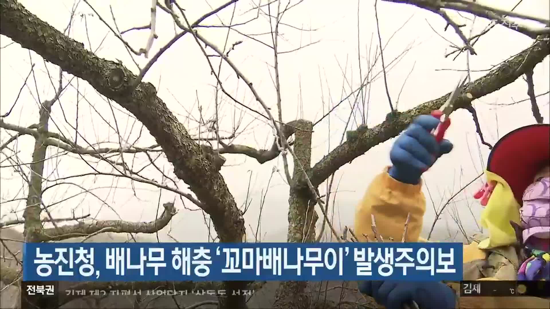 농진청, 배나무 해충 ‘꼬마배나무이’ 발생주의보