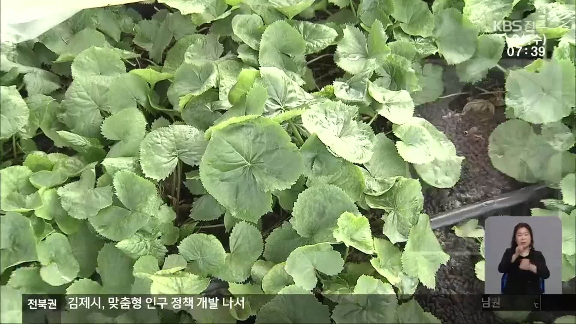 [전북의 창] 곤달비 수확 한창…봄 향기 가득