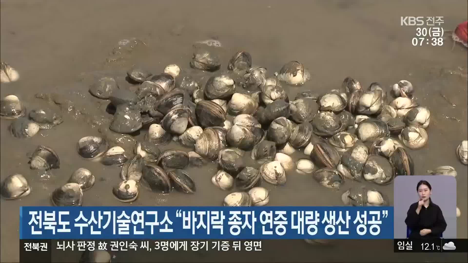 전북도 수산기술연구소 “바지락 종자 연중 대량 생산 성공”