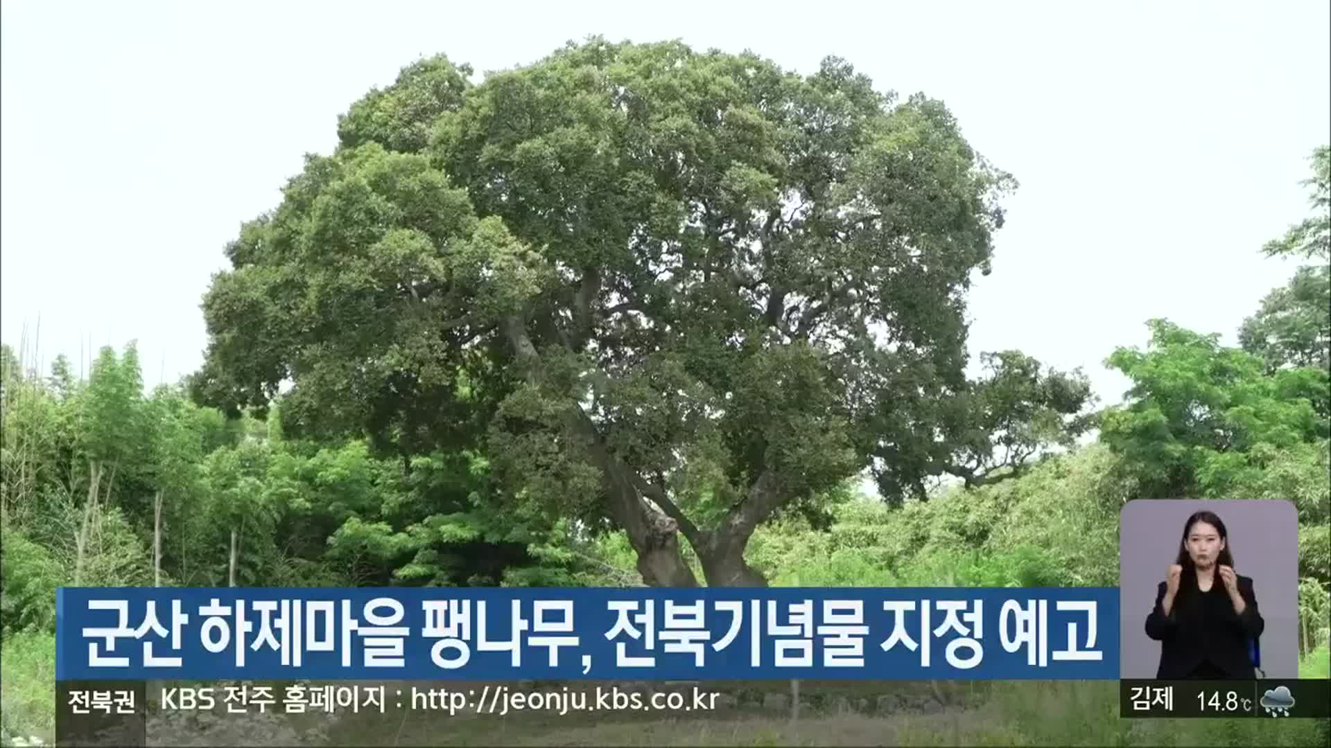 군산 하제마을 팽나무, 전북기념물 지정 예고
