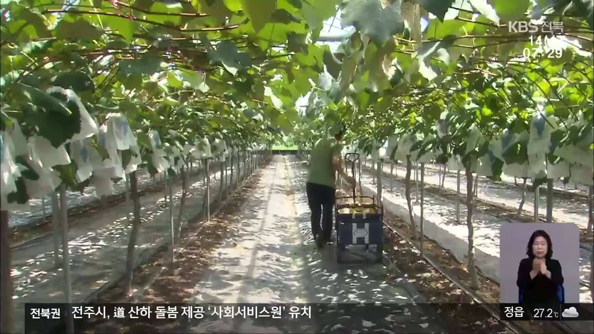 수해 복구 도왔던 장병들에게…1년 만에 보낸 포도