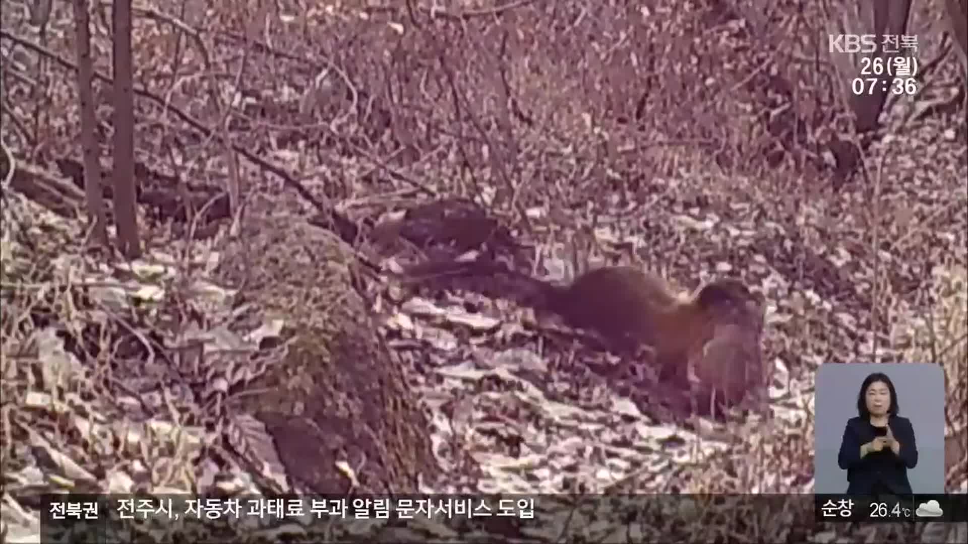 [전북의 창] 멸종위기 야생동물 포착…생물 다양성 보고(寶庫)