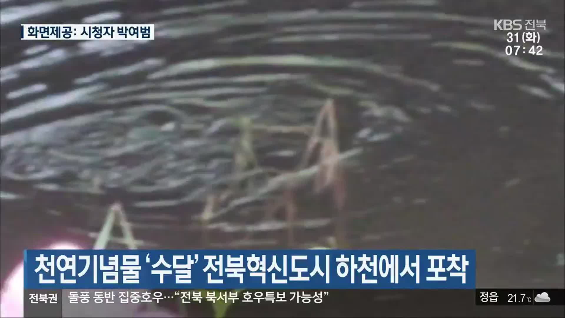 천연기념물 ‘수달’ 전북혁신도시 하천에서 포착