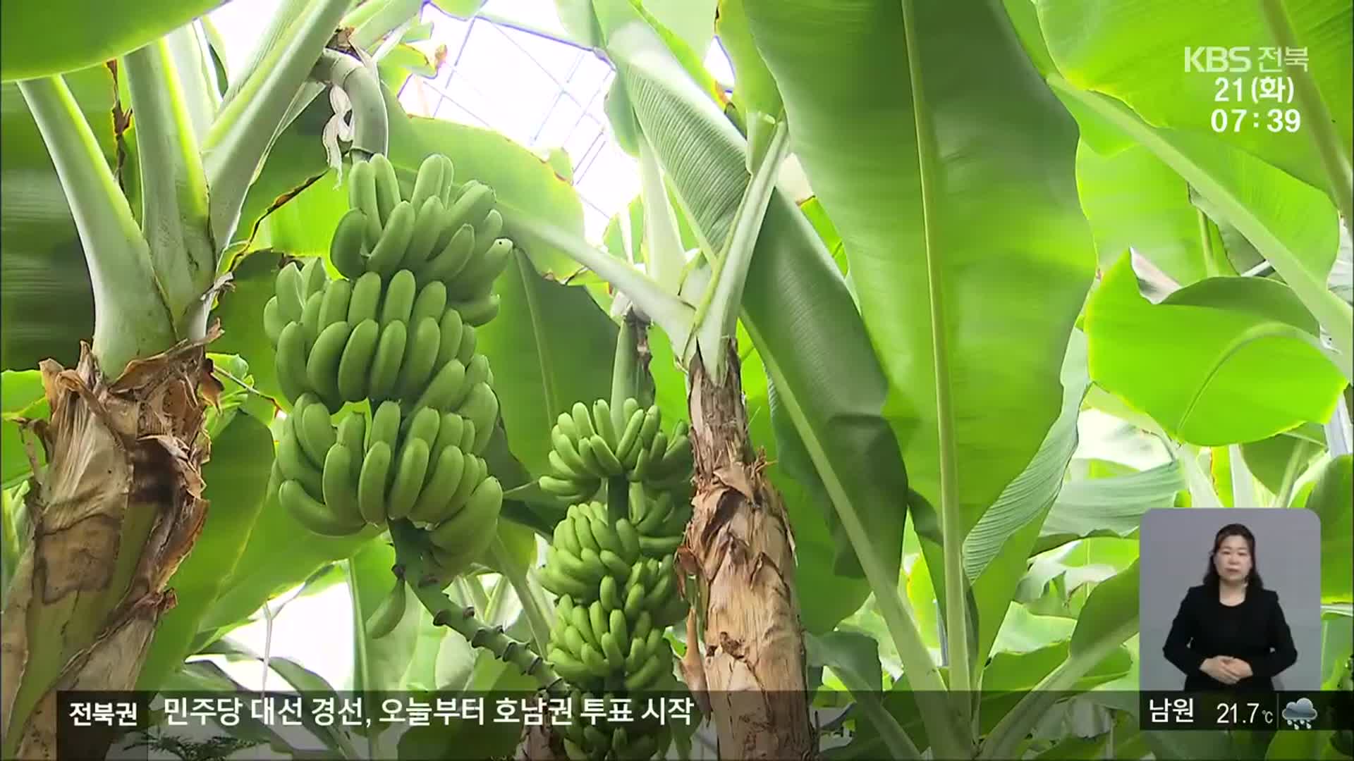 지구온난화…아열대 작물 재배 면적 넓어진다