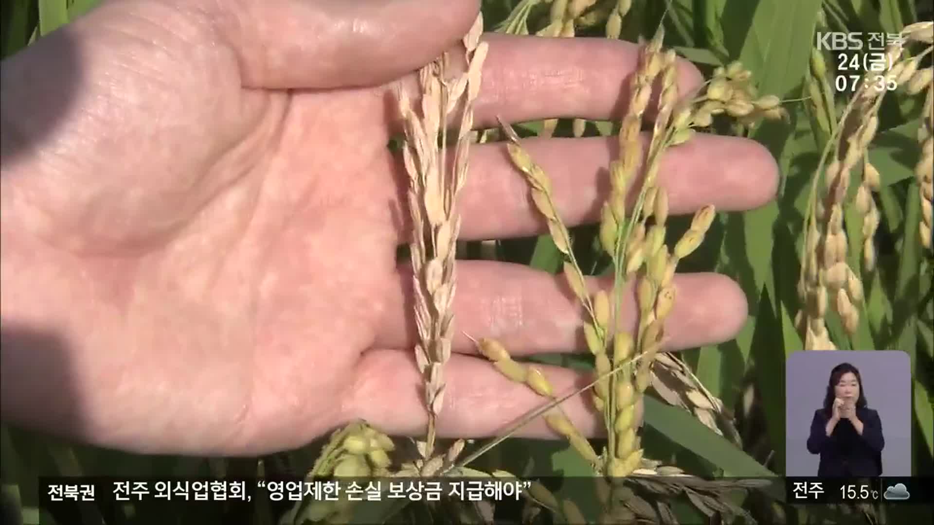 ‘목도열병’에 시름하는 호남평야…“흉년 걱정”