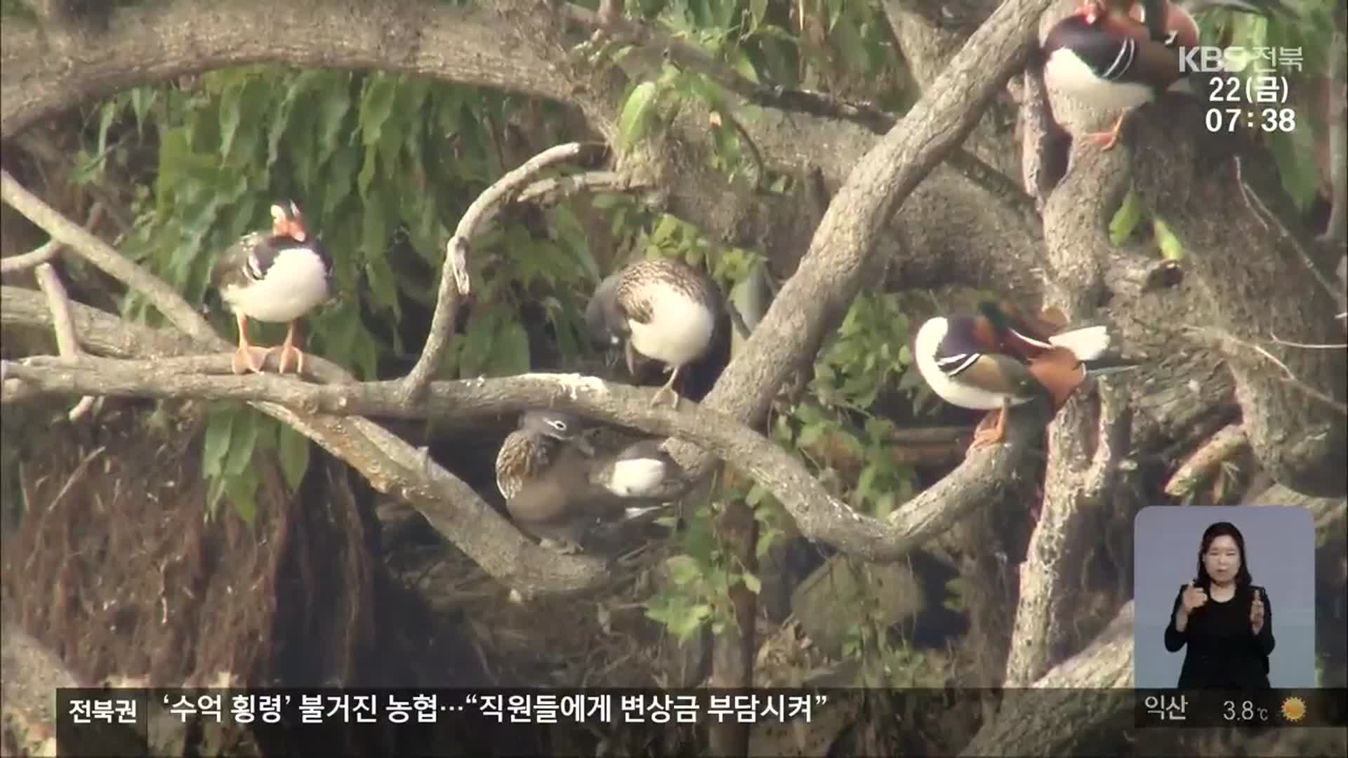 [전북의 창] 천연기념물 원앙 집단 서식…보호 대책 마련