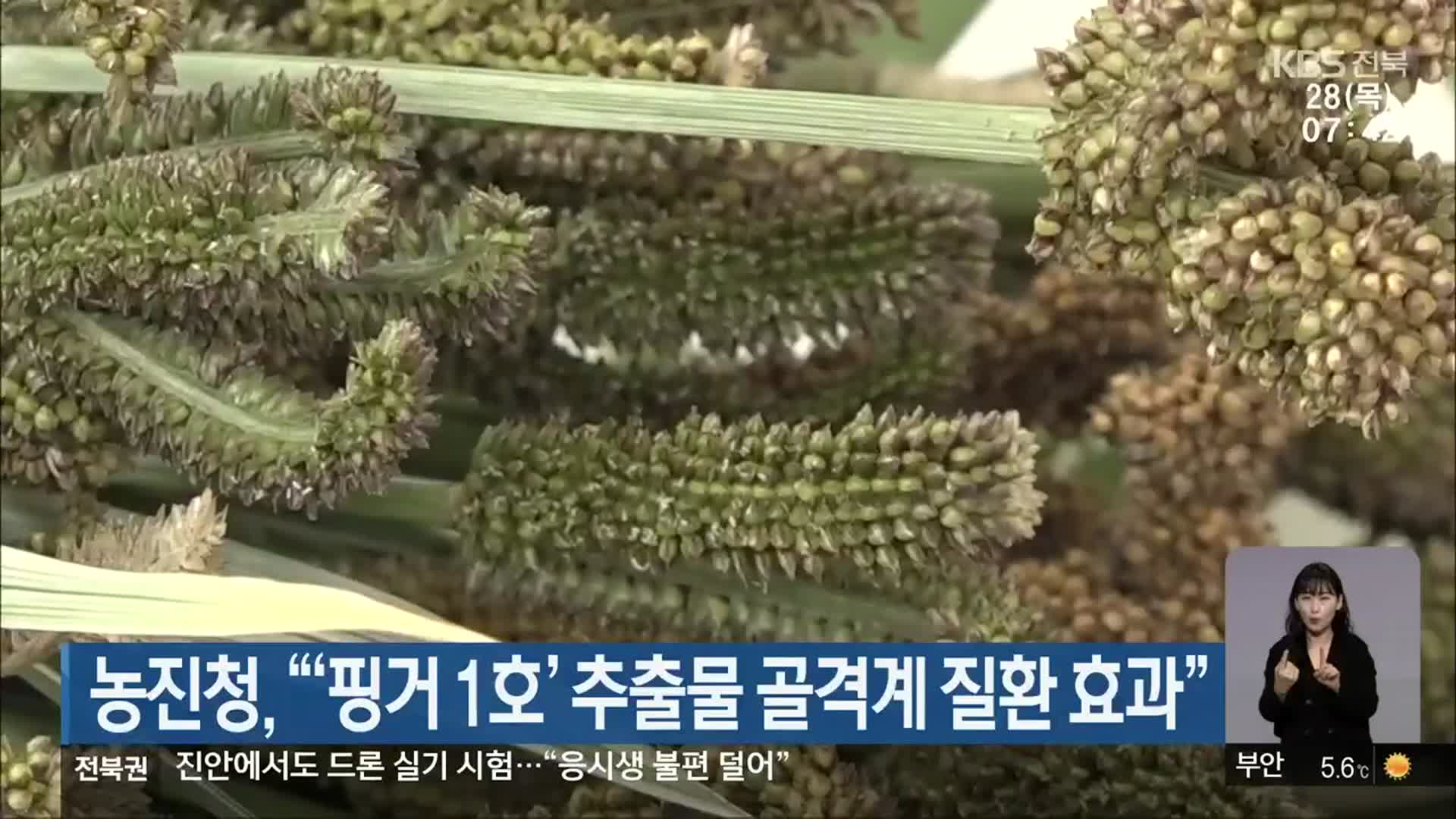 농진청 “‘핑거 1호’ 추출물 골격계 질환 효과”