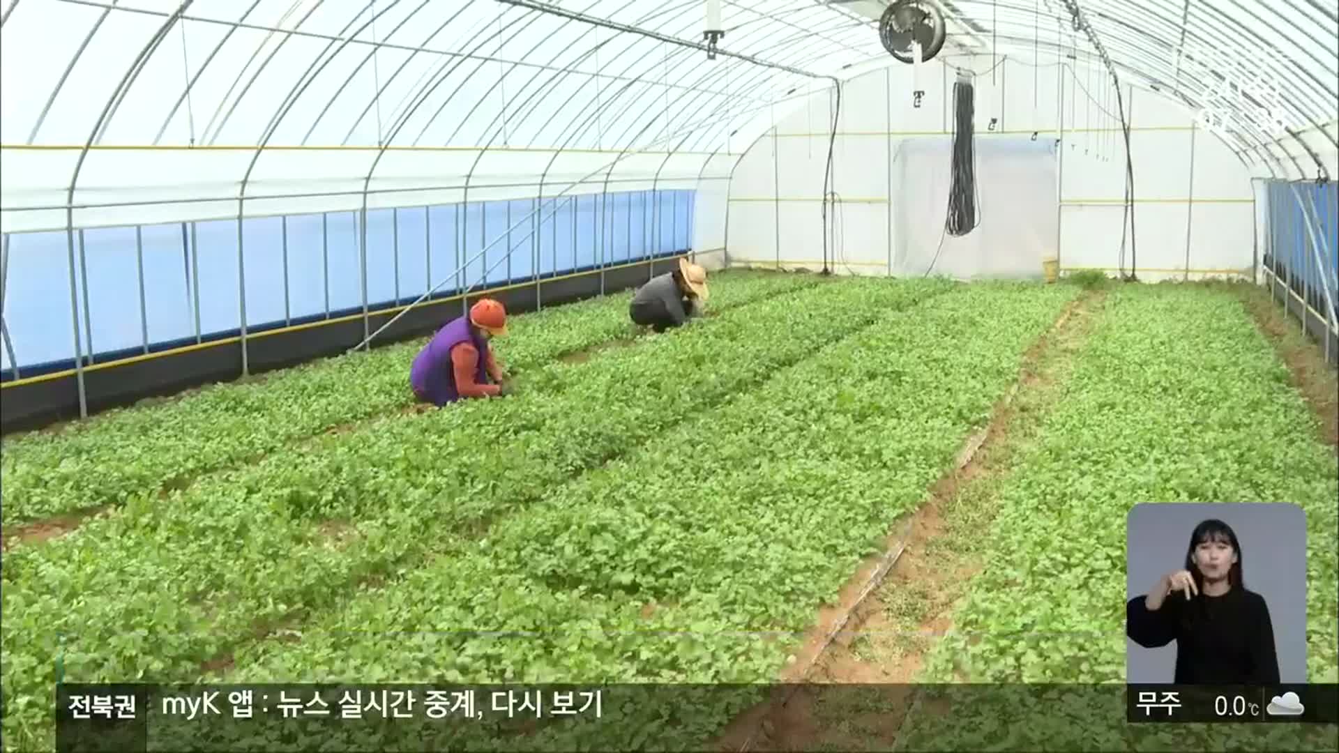 [전북의 창] 장수군, 아열대 향신채소 ‘고수’ 소득 작물 육성