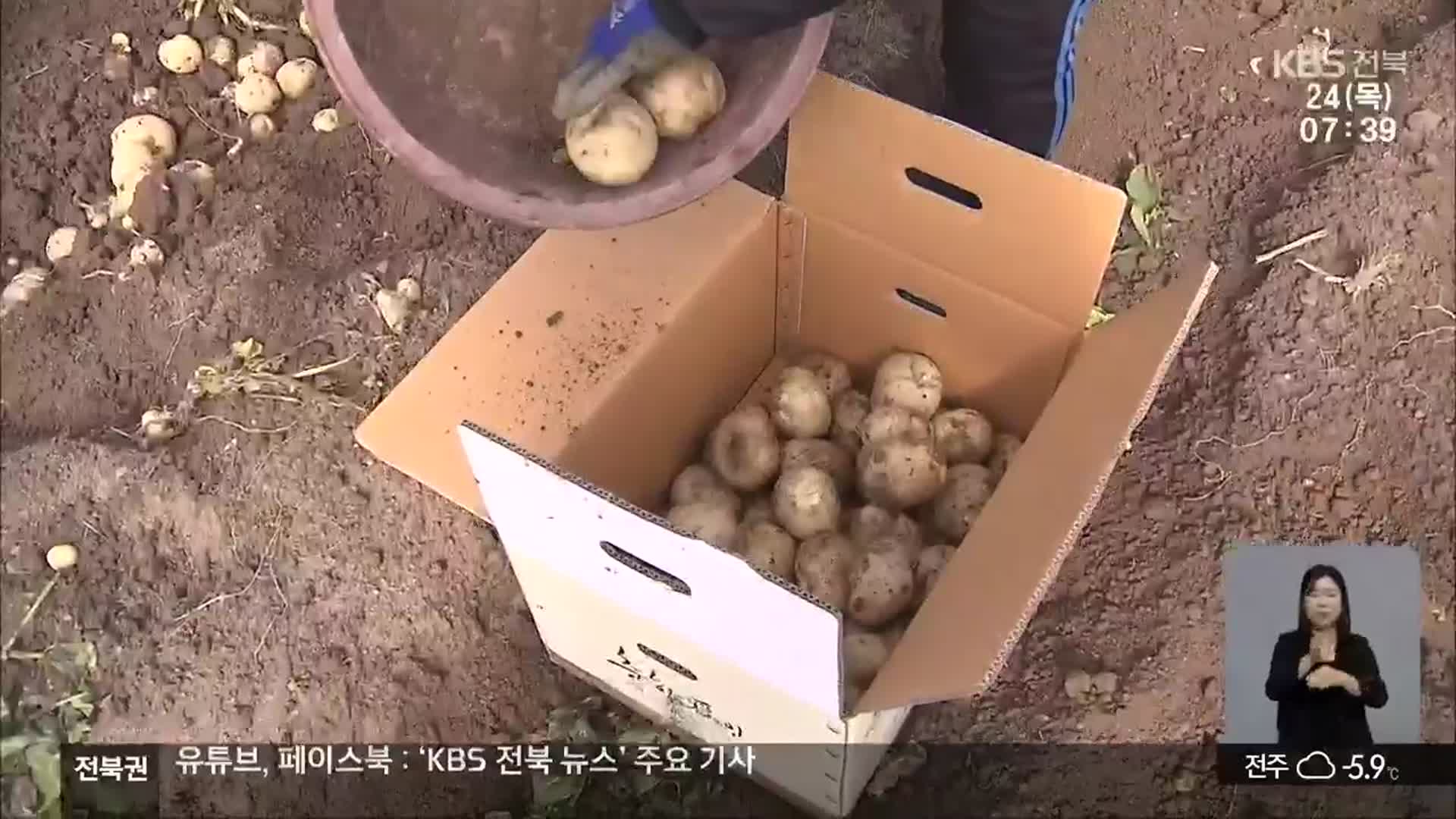 [전북의 창] 춘향골 감자 본격 출하…올해 420톤 수확