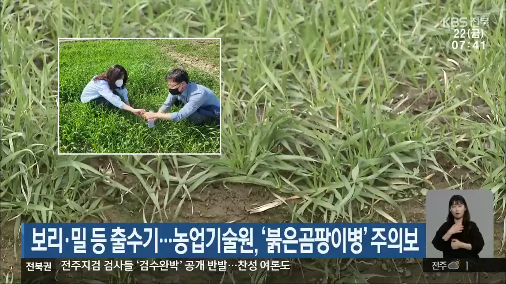 보리·밀 등 출수기…농업기술원, ‘붉은곰팡이병’ 주의보