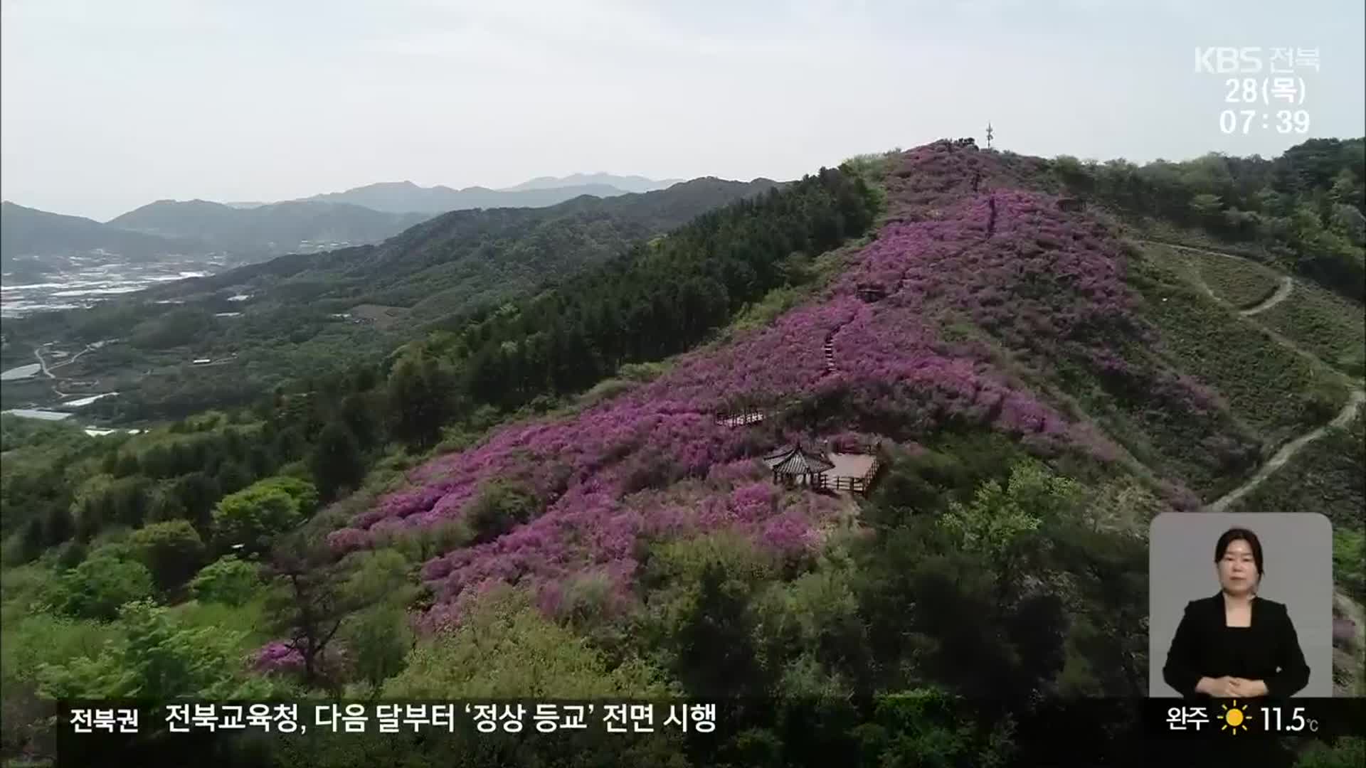 [전북의 창] 봉화산 철쭉 개화…진분홍빛 물결 설렘