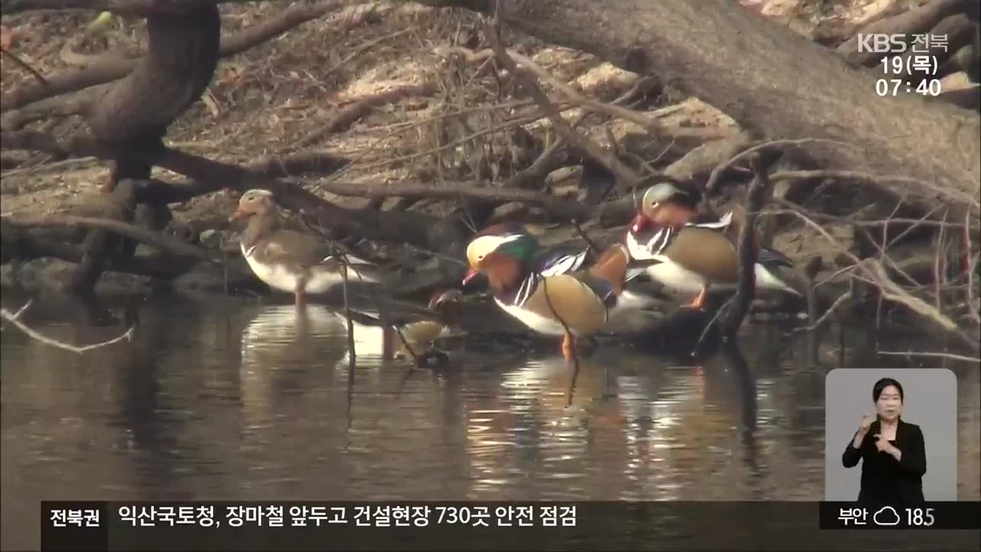 [전북의 창] 익산시 금마저수지 원앙 보호 나서…서식 환경 보존