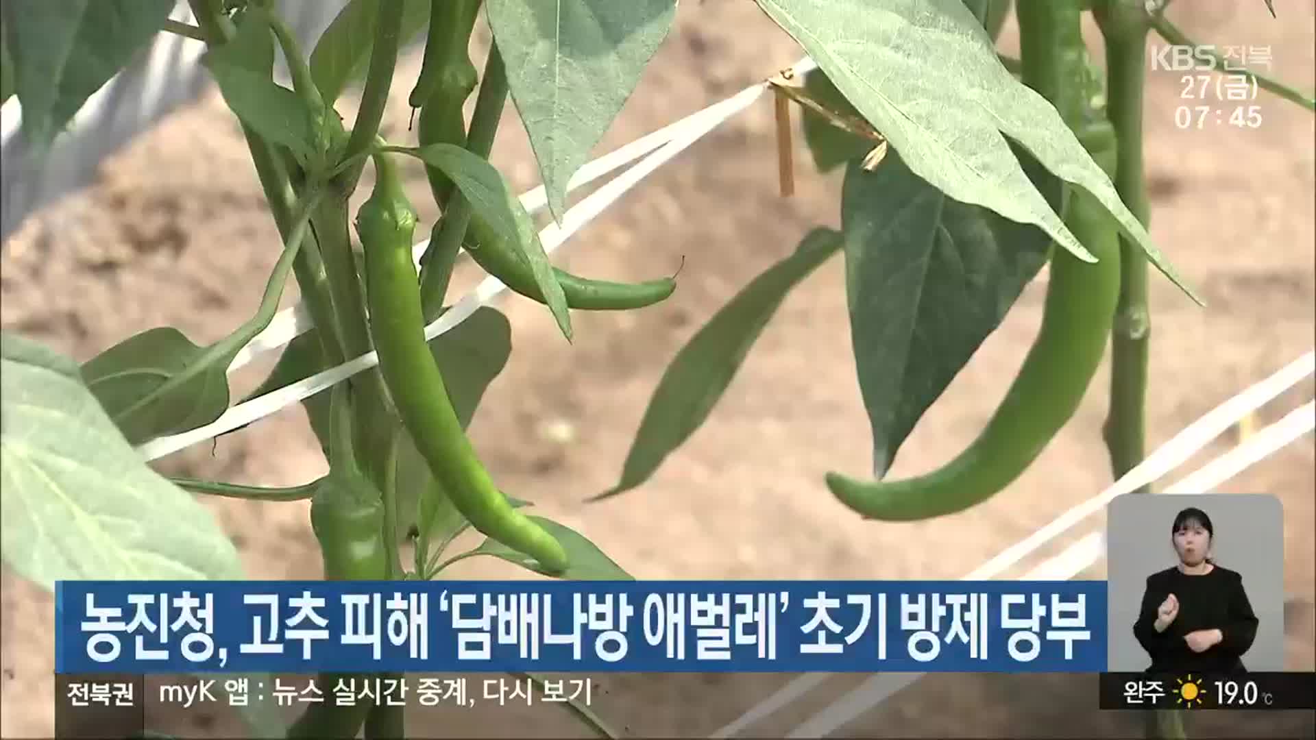 농진청, 고추 피해 ‘담배나방 애벌레’ 초기 방제 당부