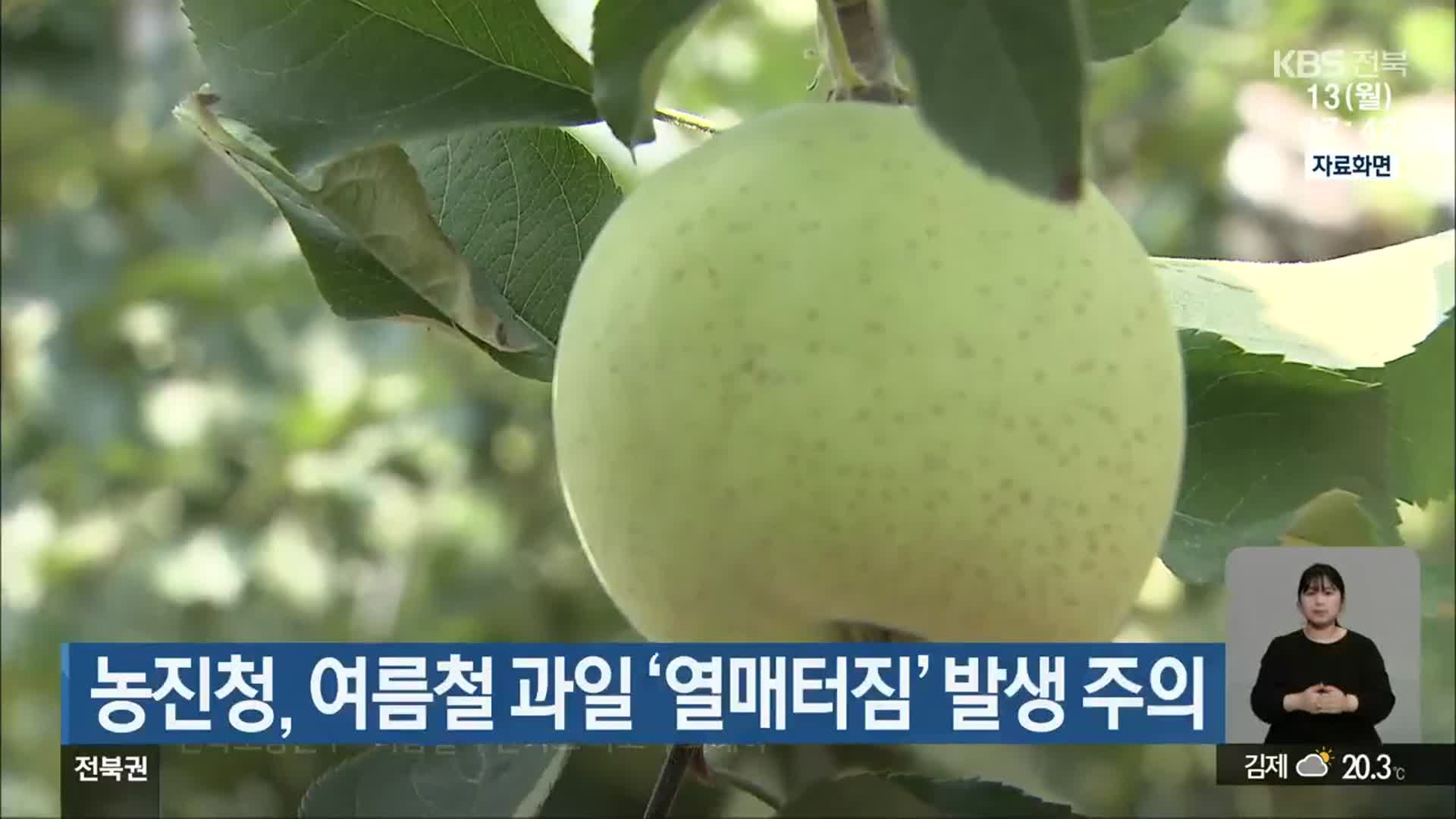 농진청, 여름철 과일 ‘열매터짐’ 발생 주의