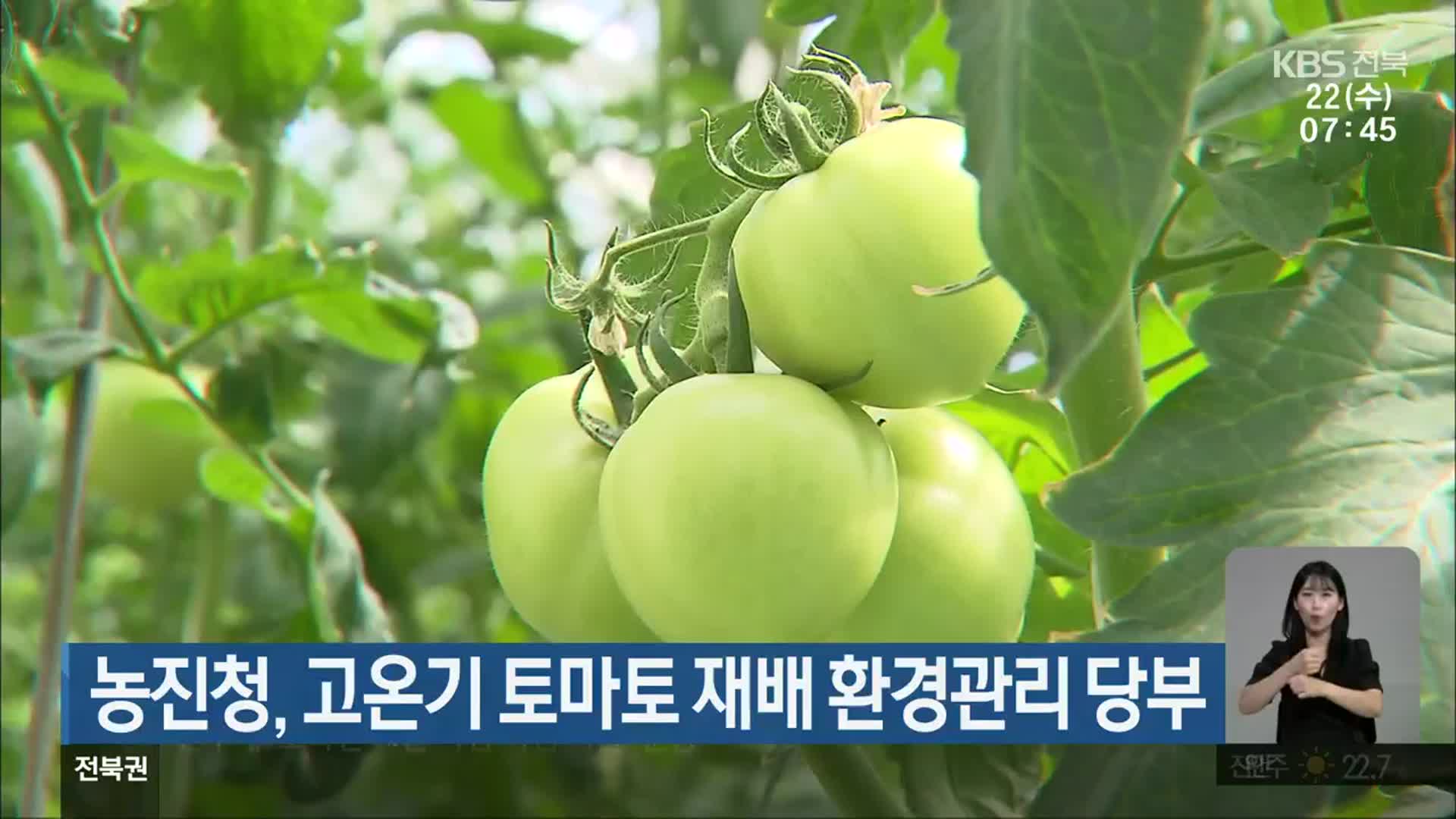농진청, 고온기 토마토 재배 환경관리 당부