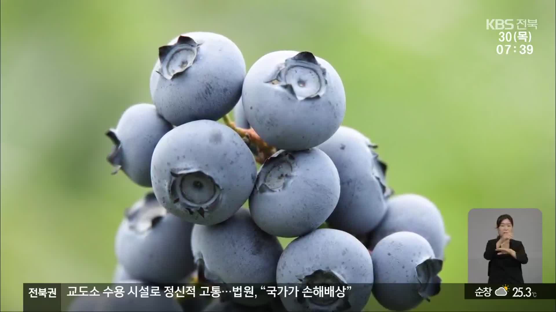 국산 블루베리 품종 첫 개발…종자 자급률 ‘쑥쑥’