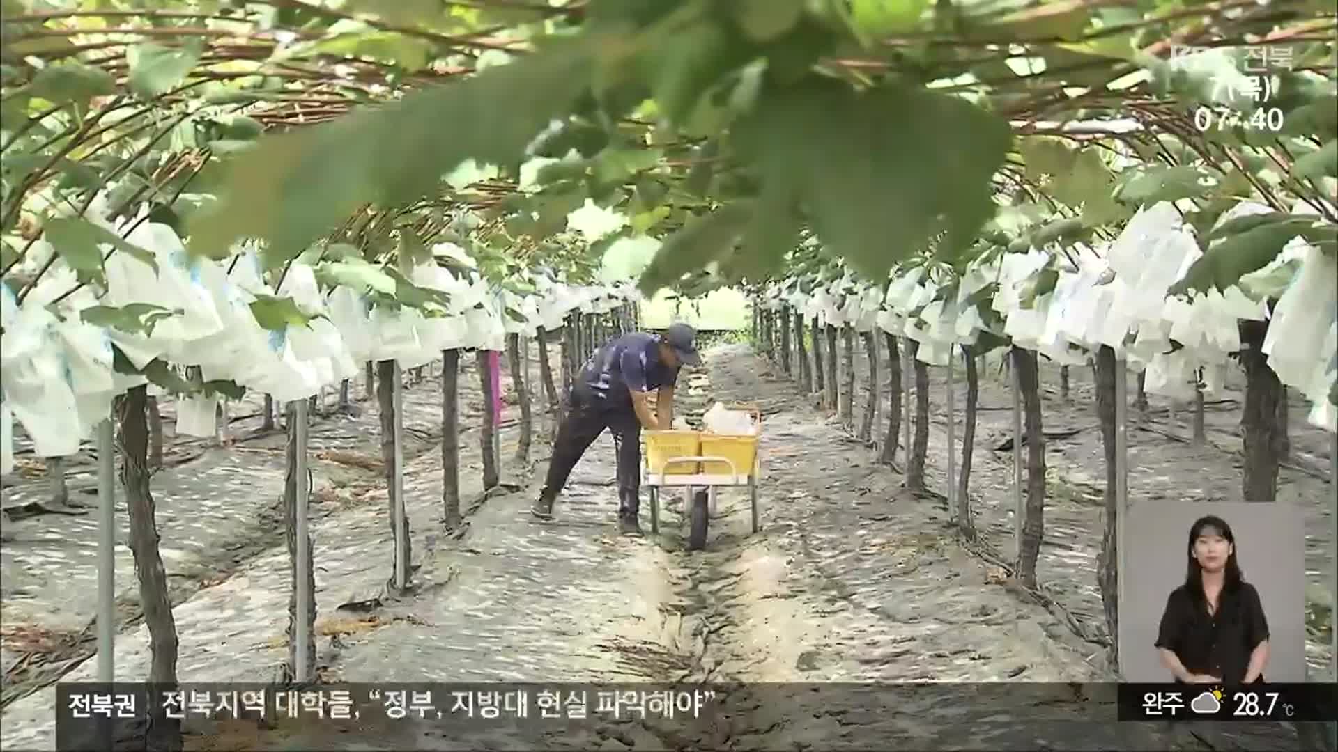 [전북의 창] 춘향골 포도 출하 시작…맛과 향 일품