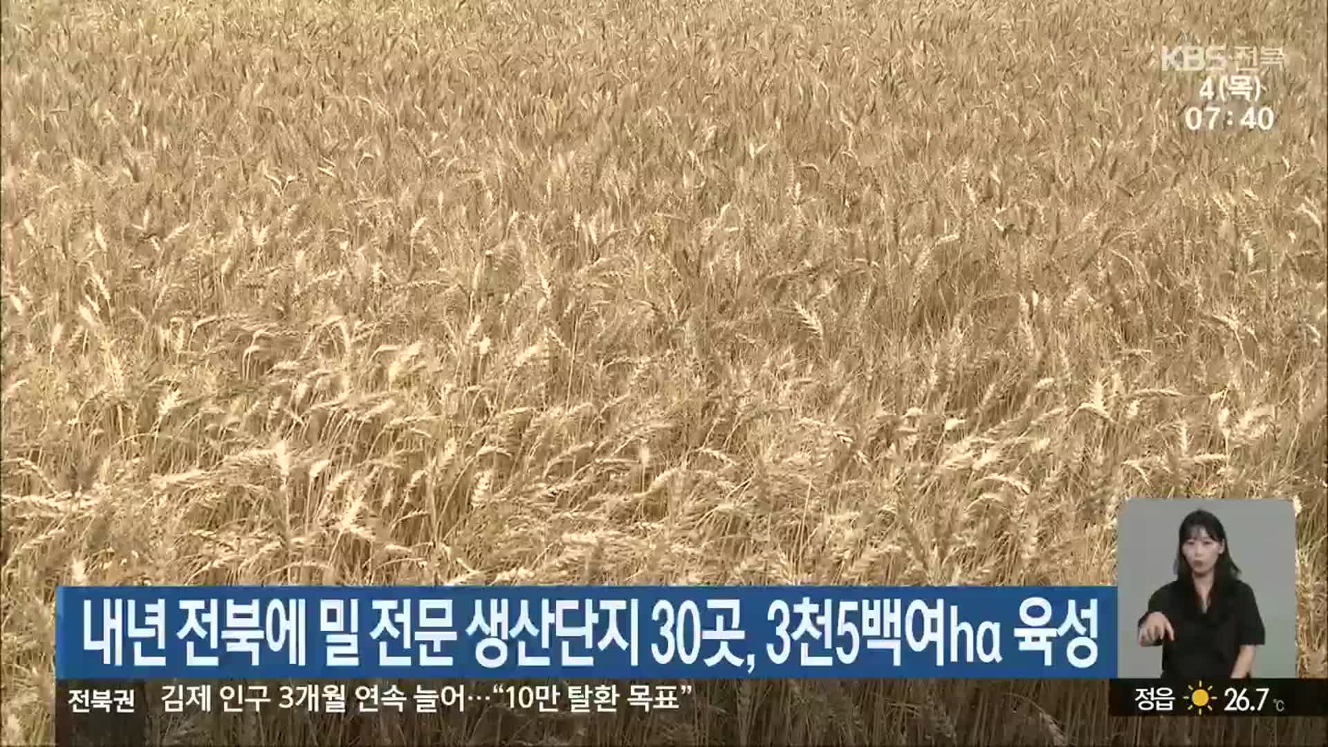 내년 전북에 밀 전문 생산단지 30곳, 3천5백여ha 육성