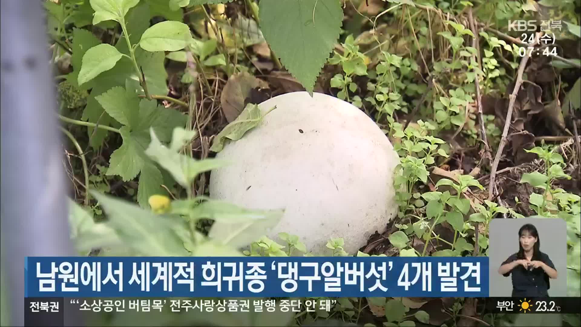 남원에서 세계적 희귀종 ‘댕구알버섯’ 4개 발견