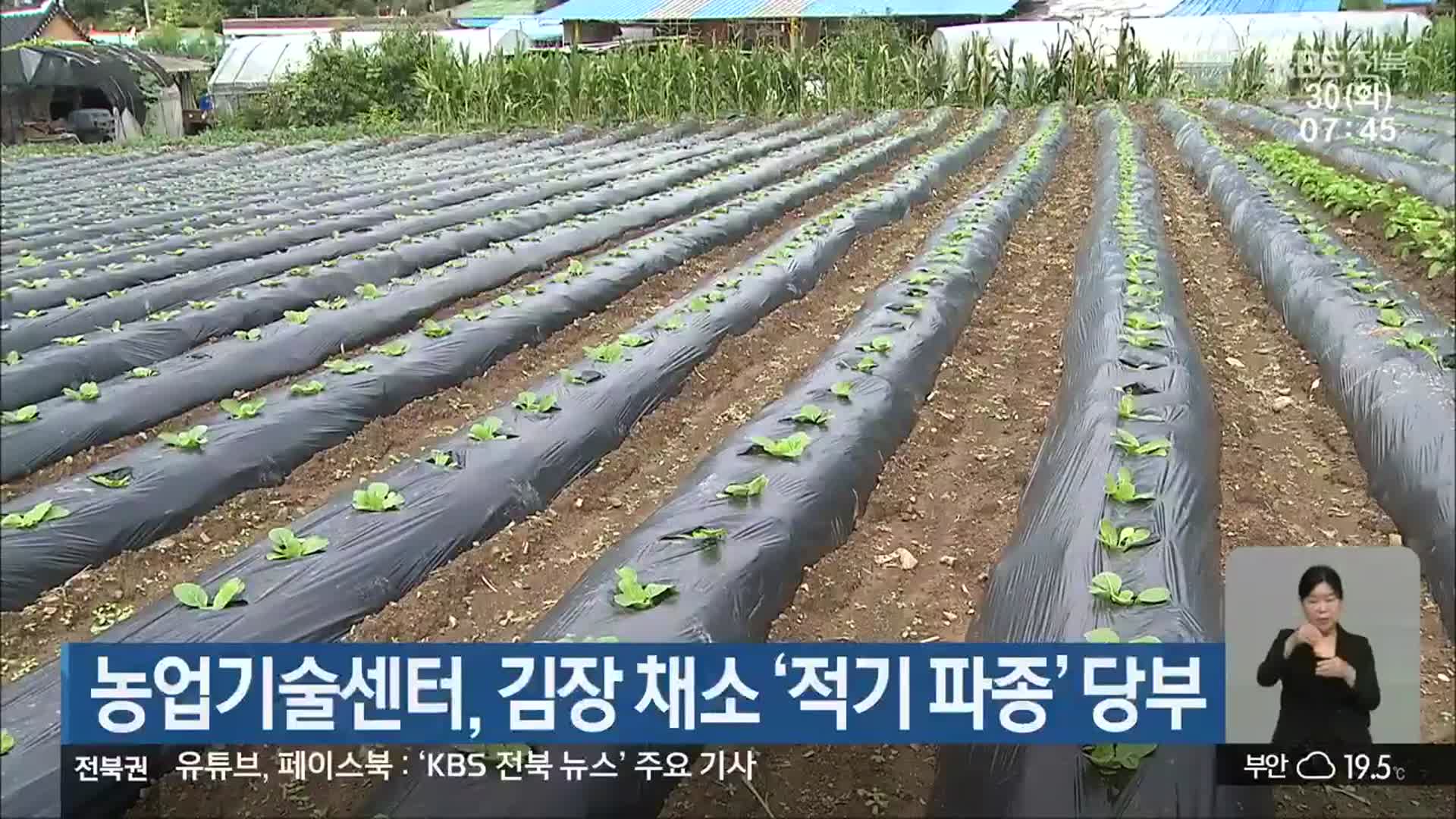 농업기술센터, 김장 채소 ‘적기 파종’ 당부