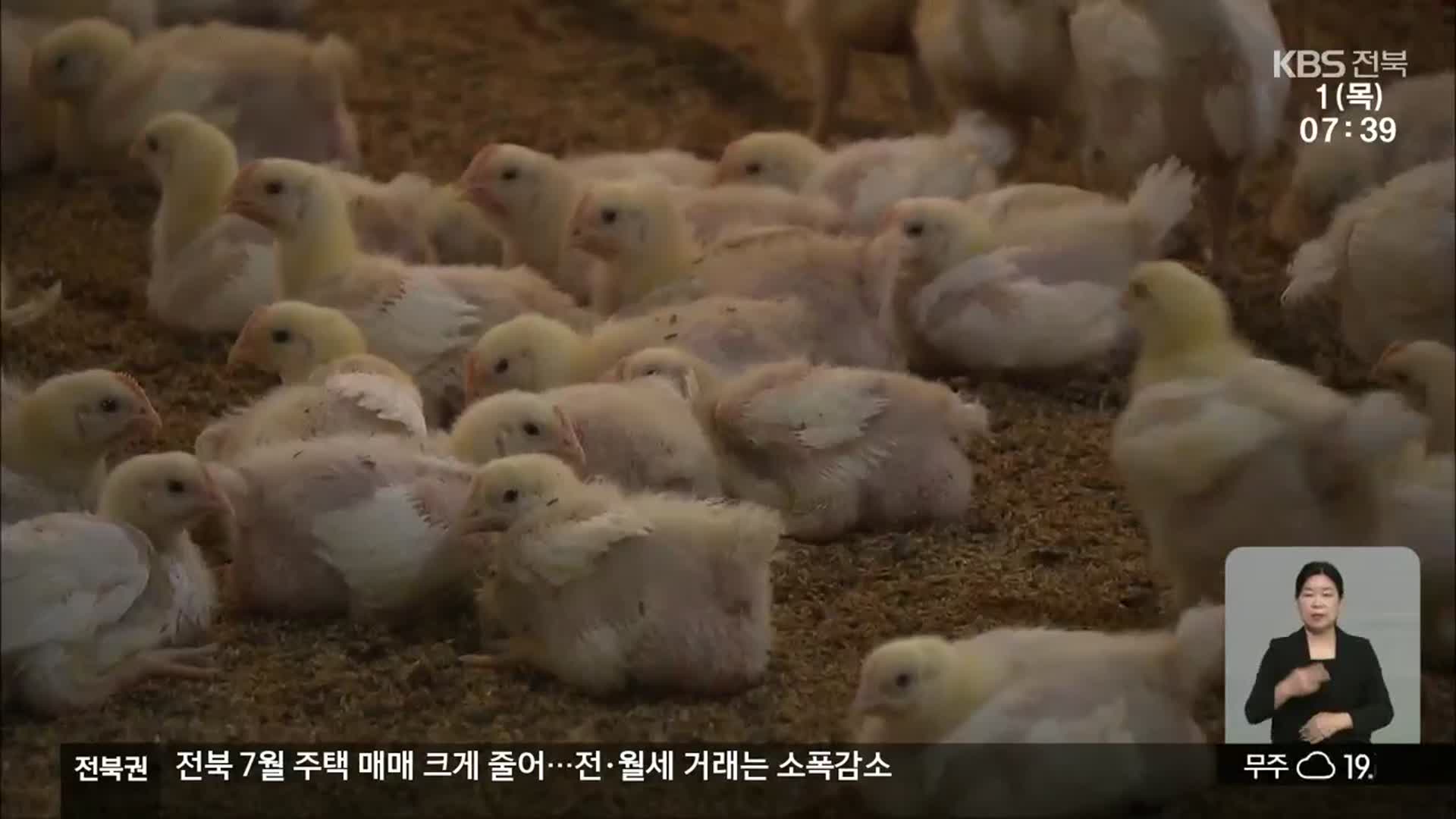 대기업 축산업 진출…중소 농가 대책은?